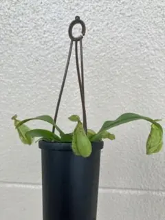 2026年最新】食虫植物 ネペンテスの人気アイテム - メルカリ