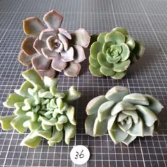 (36) 4種の多肉植物　カット苗　大きめ