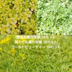 ★多肉植物★黄金丸葉万年草 斑入り丸葉万年草 ゴールドビューティー カット苗