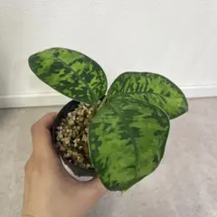 2026年最新】ホマロメナ Homalomenaの人気アイテム - メルカリ