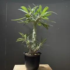 【メルカリ便】パキポディウム 実生4種4株セット メルカリ便】パキポディウム 実生4種4株セット