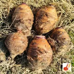 セレベス(赤目芋)の親芋3kg大小混合(参考写真は約5kg｜お一人様2回まで