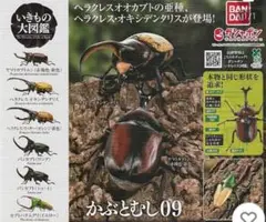 いきもの大図鑑 かぶとむし09 バンカブト　ショート　オンライン版
