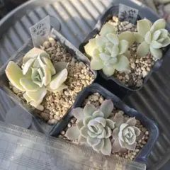 多肉植物　抜き苗セット
