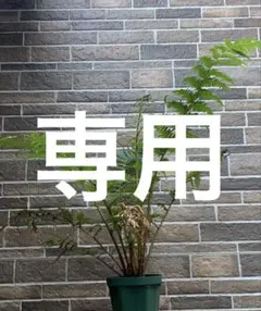 【年内価格】ディクソニア　希少　輸入株 年内価格】ディクソニア 希少 輸入株 - メルカリ