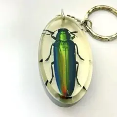 2026年最新】昆虫 標本 レジンの人気アイテム - メルカリ