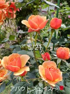 2026年最新】バラ 挿し木の人気アイテム - メルカリ