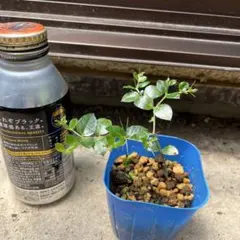 ホスタ水戸の華 - メルカリ