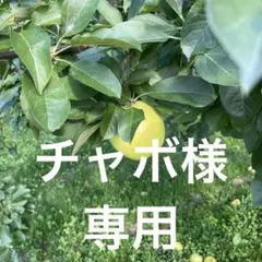 チャボ様専用5キロミックス