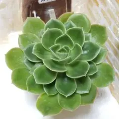 【ご確認用です】少し大きめグラウス ⑥ カット苗 多肉植物 6㎝ポット