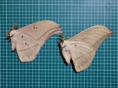 2026年最新】ヤママユの人気アイテム - メルカリ