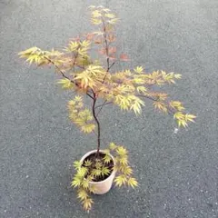 モミジ 夕暮 鉢植え 苗木 H1.1m前後 イロハモミジ ヤマモミジ カエデ