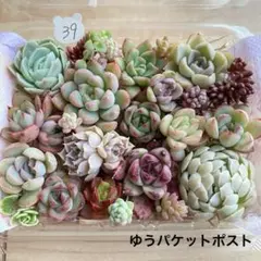 39 多肉植物　多肉弁当　詰め合わせ　寄せ植え　セット　カット苗　韓国苗　セダム