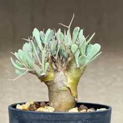 2025年最新】オトンナ ユーフォルビオイデスの人気アイテム - メルカリ