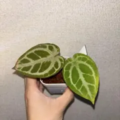 Anthurium SKG Pink Lemonade✖️RC （purple）のサムネイル