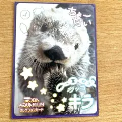 鳥羽水族館 ラッコ「キラ」 コレクションカードレア ニコイチ 鳥羽水族館 ラッコ「キラ」 コレクションカードレア ニコイチ - メルカリ