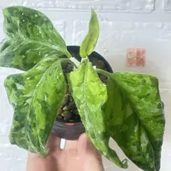 アグラオネマ ピクタム マルチカラー 