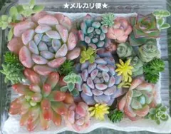 rurukuri様 リクエスト 4点 まとめ商品