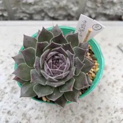 ちゃぼ様 リクエスト 3点 まとめ商品