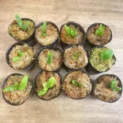 Yellow Moon dwarf Totoroなどビカクシダ胞子培養株35種 - メルカリ