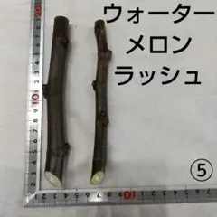 ④◇イチジク穂木2本◇ウォーターメロンラッシュ④【親木の写真あり