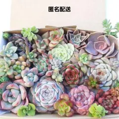 多肉植物 カット苗 詰め合わせ ⑫