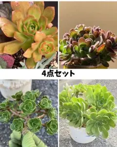 期間限定！アエオニウムセット　レモネード　ブロンズメダル　アドニス　チョコチップ