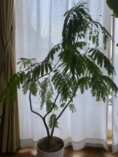 2026年最新】エバーフレッシュ 斑入りの人気アイテム - メルカリ