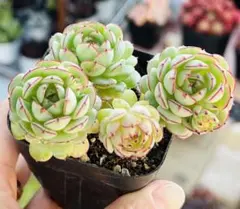 かきぴー様 ご専用　值引70円　リクエスト 2点 まとめ商品