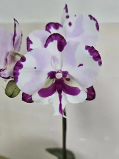 ブルテリア様 リクエスト 2点 まとめ商品