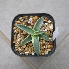 2025年最新】ネオメキシカーナ錦の人気アイテム - メルカリ