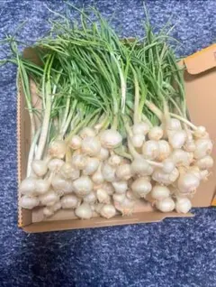 のびる ノビル 野蒜 山菜 旬の野菜1kg - メルカリ