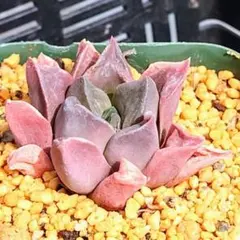 みたらし様 リクエスト 10点 まとめ商品