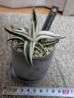 アガベ 氷山 Agave victoriae-reginae 鉢植え - メルカリ