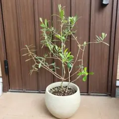 オリーブの木 ネバディロブランコ テラコッタ鉢植え 苗 - メルカリ