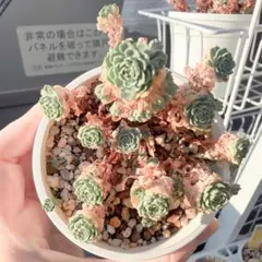 おとく様 リクエスト 2点 まとめ商品