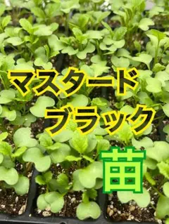 雪太郎様 リクエスト 2点 まとめ商品