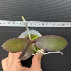 洋蘭　原種　Phal. speciosa コチョウラン　胡蝶蘭　スペシオサのサムネイル