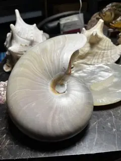 匿名配送】オウムガイ オーム貝 オウム貝 インテリア - メルカリ