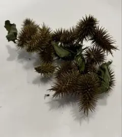 새조개 씨앗 30 정