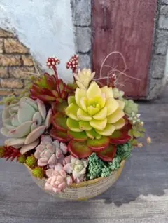 多肉植物　そのまま飾れる寄せ植え♬育て方付き♪