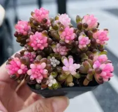 ヤスヤス様 ご専用　值引70円　リクエスト 2点 まとめ商品