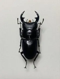 2026年最新】オオクワガタ標本の人気アイテム - メルカリ