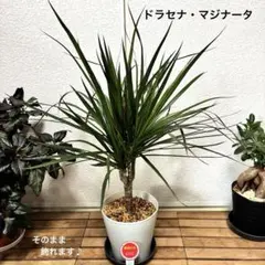 2025年最新】ドラセナ 観葉植物の人気アイテム - メルカリ