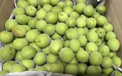 【ななちゃん様専用】　南高梅　3kg