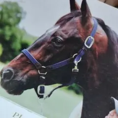 無口KENTUCKY HORSEWEAR 馬用ホルター ネイビー - メルカリ