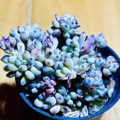 多肉植物♡ブルービーン♡A 〜ポットごと発送のお値段です^^ - メルカリ