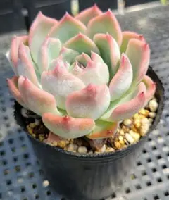 多肉✿植物˚✧₊⁺ ピンクルルビー バッシュフル 抜き苗 2つ❁⃘*.6cm