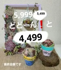 多肉植物　そのまま飾れる寄せ植え 4個セット