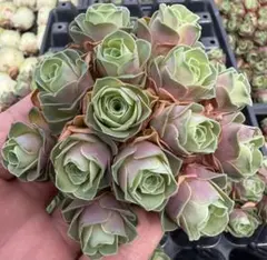 新入荷　グリーノビア　古月紅　アエオニウム　多肉植物　I苗
